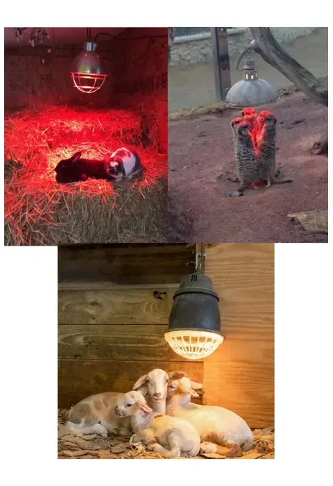 (6 Adet) 250w Kızılötesi Isıtıcılı Hayvan Isıtma Ve Kuluçka Lambası (kırmızı Işık) E27 (kalın Duy)