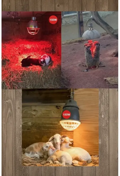 (6 Adet) 150w Kızılötesi Isıtıcılı Hayvan Isıtma Ve Kuluçka Lambası (kırmızı Işık) E27 (kalın Duy)